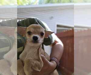 Chihuahua-Unknown Mix Dogs for adoption in MIDWAY, UT, USA