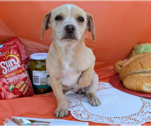 Chiweenie Dogs for adoption in Fresno, CA, USA