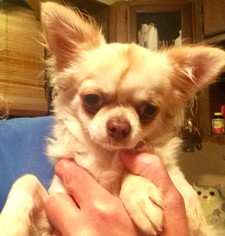 Chihuahua Dogs for adoption in Alexander, AR, USA