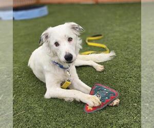 Border Collie-Unknown Mix Dogs for adoption in Las Vegas, NV, USA