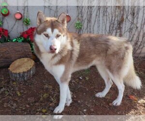 Medium Photo #1 Siberian Husky Puppy For Sale in Oklahoma City, OK, USA