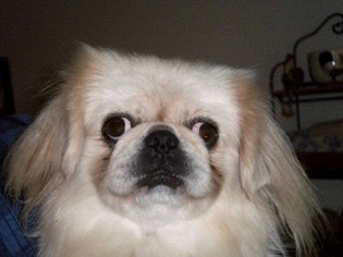 Pekingese-Unknown Mix Dogs for adoption in bailey Island, ME, USA