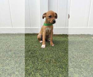 Medium Photo #2 Boxer-Unknown Mix Puppy For Sale in Pompano Beach , FL, USA