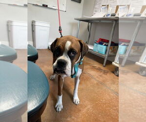 Boxer Dogs for adoption in Bolivar, MO, USA
