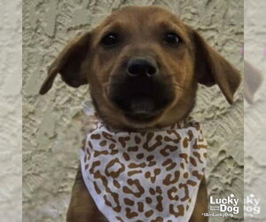 Labrador Retriever-Unknown Mix Dogs for adoption in Washington, DC, USA
