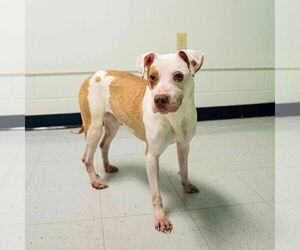American Staffordshire Terrier-Jack Russell Terrier Mix Dogs for adoption in Parker Ford, PA, USA
