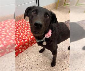 Labrador Retriever Dogs for adoption in Brighton, CO, USA