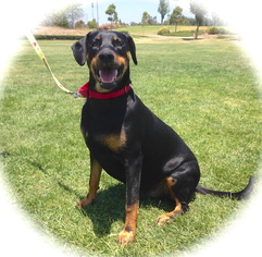 Doberman Pinscher-Unknown Mix Dogs for adoption in Atwood, CA, USA