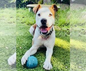 Bullboxer Pit Dogs for adoption in Santa Barbara, CA, USA