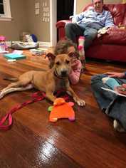 Mutt Dogs for adoption in Ardsley, NY, USA