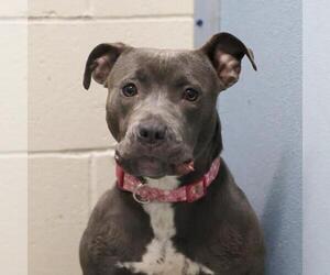 American Staffordshire Terrier-Unknown Mix Dogs for adoption in San Antonio, TX, USA