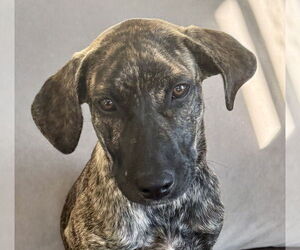 Holland Shepherd-Plott Hound Mix Dogs for adoption in Jefferson, NJ, USA