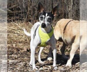 Rat Terrier Dogs for adoption in Riverwoods, IL, USA