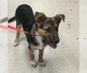 Australian Shepherd-Unknown Mix Dogs for adoption in Riverside, CA, USA