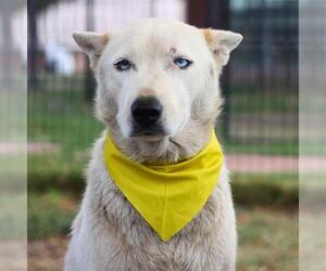 Huskies -Unknown Mix Dogs for adoption in San Antonio, TX, USA