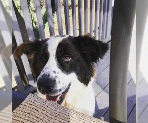 Border Collie-Saint Bernard Mix Dogs for adoption in Ramona, CA, USA