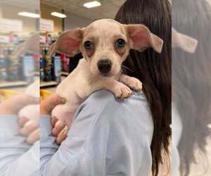 Chihuahua-Unknown Mix Dogs for adoption in Holly Springs, NC, USA
