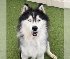 Siberian Husky-Unknown Mix Dogs for adoption in Camarillo, CA, USA