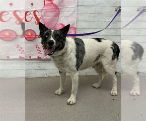 Mutt Dogs for adoption in San Bernardino, CA, USA