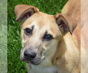 Black Mouth Cur-Unknown Mix Dogs for adoption in Huntley, IL, USA