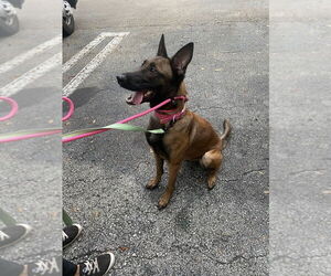 Mutt Dogs for adoption in Imlay City, MI, USA