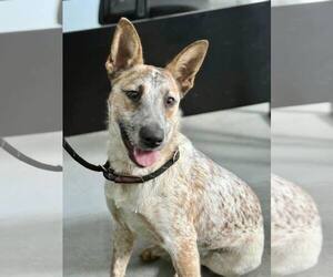 Mutt Dogs for adoption in Paso Robles, CA, USA