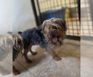 Mutt Dogs for adoption in Osgood, IN, USA
