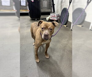 Mutt Dogs for adoption in Forestville, MD, USA