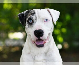 Catahoula Leopard Dog-Unknown Mix Dogs for adoption in Tavares, FL, USA