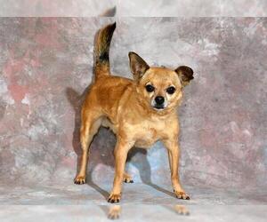 Chihuahua Dogs for adoption in West Valley, UT, USA
