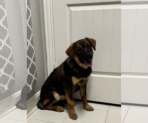 Labrador Retriever-Unknown Mix Dogs for adoption in The Woodlands, TX, USA