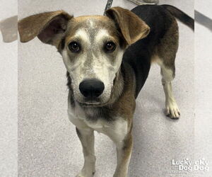 English Foxhound-Unknown Mix Dogs for adoption in Washington, DC, USA