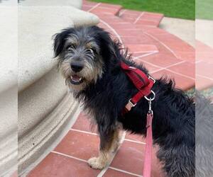 Bearded Collie Dogs for adoption in Orlando, FL, USA