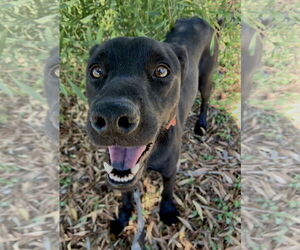 Labrador Retriever-Unknown Mix Dogs for adoption in San Diego, CA, USA