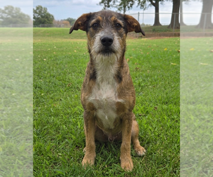 Mutt Dogs for adoption in Vail, AZ, USA
