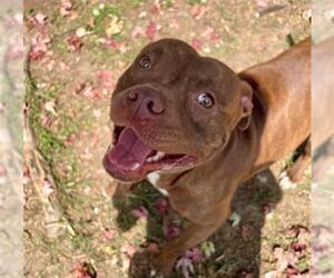American Pit Bull Terrier-Unknown Mix Dogs for adoption in Tulsa, OK, USA
