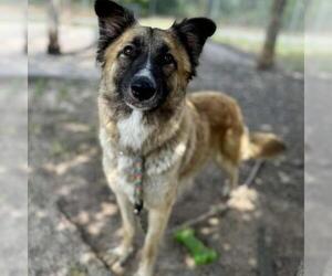 Anatolian Shepherd-Unknown Mix Dogs for adoption in Conroe, TX, USA