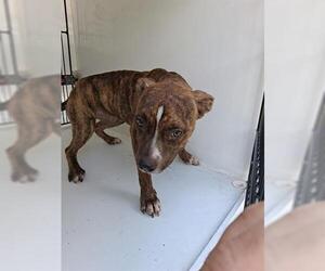 American Pit Bull Terrier-Unknown Mix Dogs for adoption in Houston, TX, USA