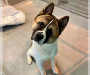 Akita Dogs for adoption in Norfolk, VA, USA