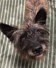 Cairn Terrier Dogs for adoption in Seal Beach, CA, USA