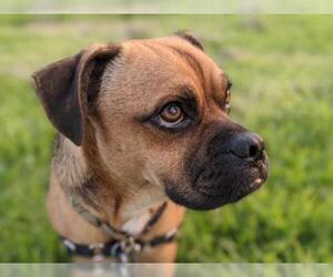 Puggle Dogs for adoption in San Francisco, CA, USA