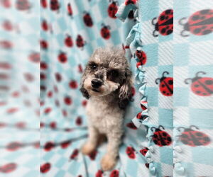 Poodle (Miniature) Dogs for adoption in Smithfield, PA, USA