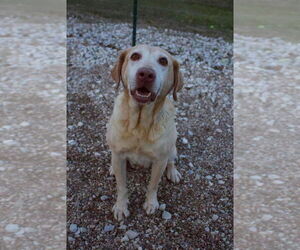 Labrador Retriever Dogs for adoption in Foristell, MO, USA