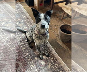 Mutt Dogs for adoption in Garden City, NY, USA