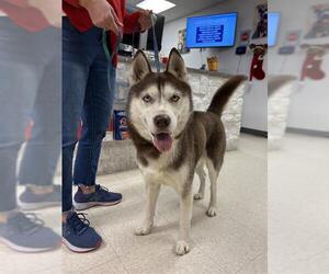 Siberian Husky Dogs for adoption in Sugar Land, TX, USA