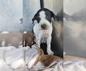 Mutt Dogs for adoption in San Antonio, TX, USA