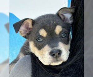 American Pit Bull Terrier Dogs for adoption in Salinas, CA, USA