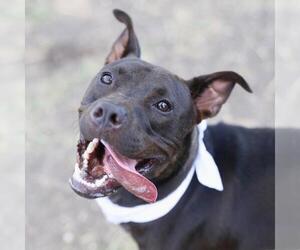 American Staffordshire Terrier-Unknown Mix Dogs for adoption in San Antonio, TX, USA