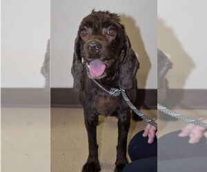 Cocker Spaniel Dogs for adoption in Mundelein, IL, USA