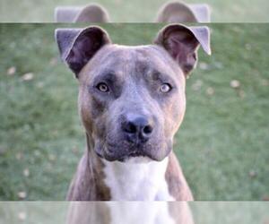 American Staffordshire Terrier Dogs for adoption in Little Elm, TX, USA